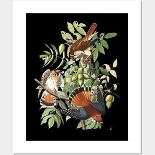 John James Audubons American Sparrow Hawk Posters and Art